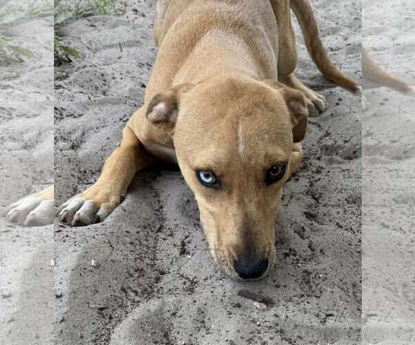 Medium Photo #5 Catahoula Leopard Dog-Unknown Mix Puppy For Sale in Sanford, FL, USA