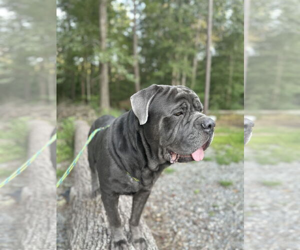 Medium Photo #2 Neapolitan Mastiff Puppy For Sale in Ellisville, MO, USA