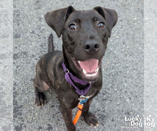 Medium Photo #7 Labrador Retriever-Unknown Mix Puppy For Sale in Washington, DC, USA