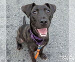 Small #6 Labrador Retriever Mix