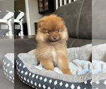 Small #1 Pomeranian