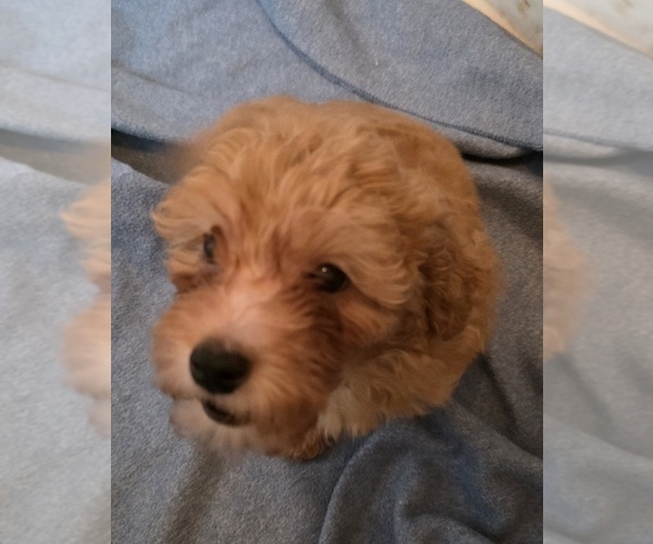 Medium Photo #1 Poodle (Toy) Puppy For Sale in PLANT CITY, FL, USA