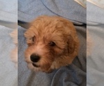 Small Photo #1 Poodle (Toy) Puppy For Sale in PLANT CITY, FL, USA