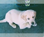 Puppy Silver Labrador Retriever