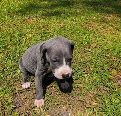 Great Dane Puppy for sale in BRUNSWICK, GA, USA