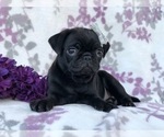 Small Photo #9 Pug Puppy For Sale in LAKELAND, FL, USA