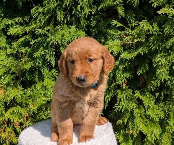 Medium Photo #3 Golden Retriever Puppy For Sale in GOSHEN, IN, USA