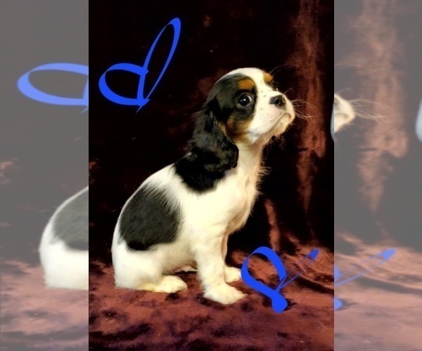 Medium Photo #7 Cavalier King Charles Spaniel Puppy For Sale in LAMAR, AR, USA