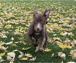 Small Photo #9 American Pit Bull Terrier-Labrador Retriever Mix Puppy For Sale in Lakewood, CO, USA