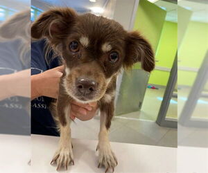 Chihuahua Dogs for adoption in Rancho Cucamonga, CA, USA