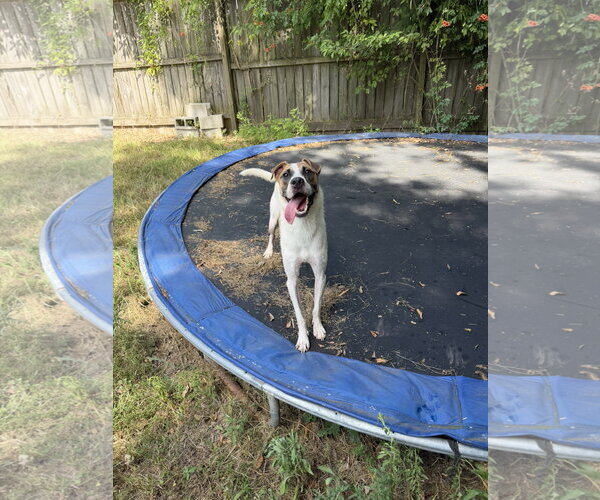 Medium Photo #1 Mutt Puppy For Sale in Jackson, MS, USA