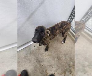 Mutt Dogs for adoption in Temple, TX, USA