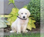 Small #1 English Cream Golden Retriever