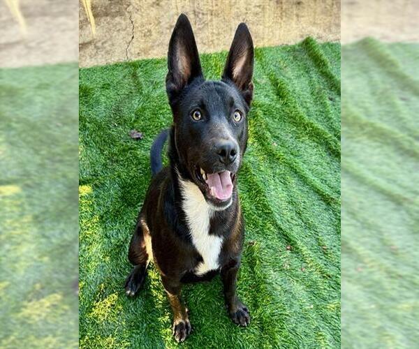 Medium Photo #2 German Shepherd Dog Puppy For Sale in Stockton, CA, USA