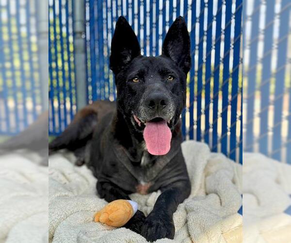 Medium Photo #3 German Shepherd Dog-Unknown Mix Puppy For Sale in Chula Vista, CA, USA