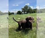 Small #5 Labrador Retriever