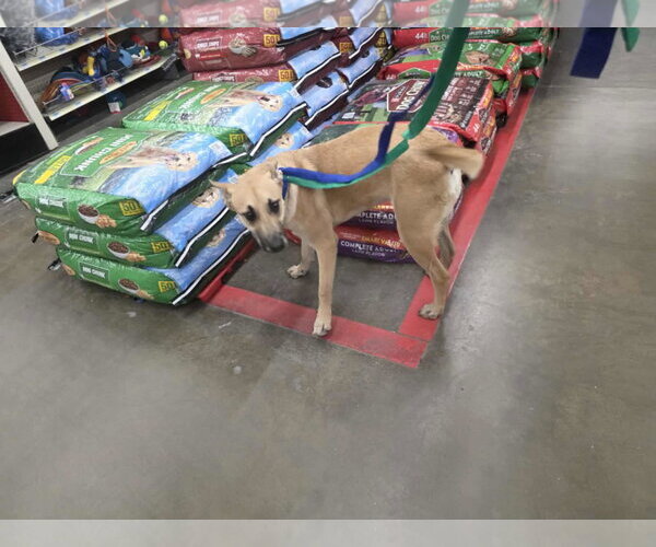 Medium Photo #7 Mutt Puppy For Sale in Minneapolis, MN, USA