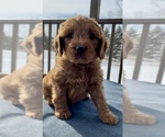 Puppy Leo Goldendoodle (Miniature)