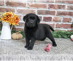 Amber - Female Labrador Retriever Puppy for Sale - Photo #4