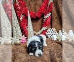 Puppy Pink Goldendoodle