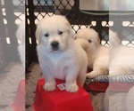 Small Photo #6 English Cream Golden Retriever Puppy For Sale in FORT MYERS, FL, USA