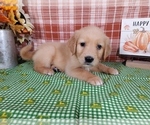 Puppy Lincoln Golden Retriever