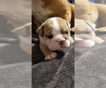 Small Photo #5 English Bulldog Puppy For Sale in COTTLEVILLE, MO, USA