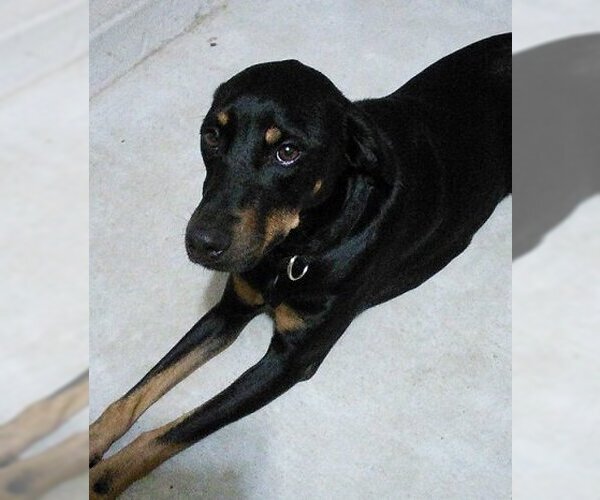 Medium Photo #5 Miniature Pinscher-Unknown Mix Puppy For Sale in Spring, TX, USA