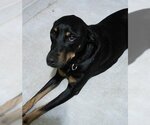 Small #4 Miniature Pinscher Mix