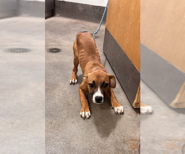 Medium Photo #1 Mutt Puppy For Sale in Forestville, MD, USA