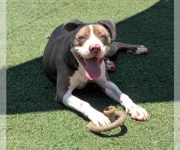 Medium Photo #9 American Pit Bull Terrier-Unknown Mix Puppy For Sale in Rockwall, TX, USA