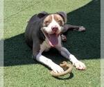 Small #8 American Pit Bull Terrier Mix