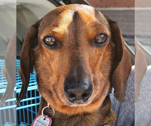 Medium Photo #7 Dachshund Puppy For Sale in Shelbyville, TN, USA