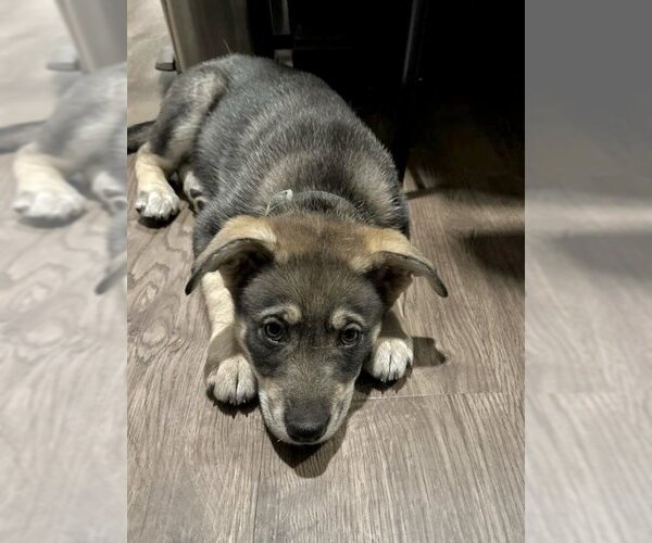 Medium Photo #12 Huskies -Unknown Mix Puppy For Sale in Dana Point, CA, USA