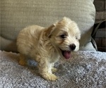 Puppy Puppy 9 Maltipoo