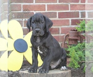 Great Dane Puppy for sale in BROGUE, PA, USA