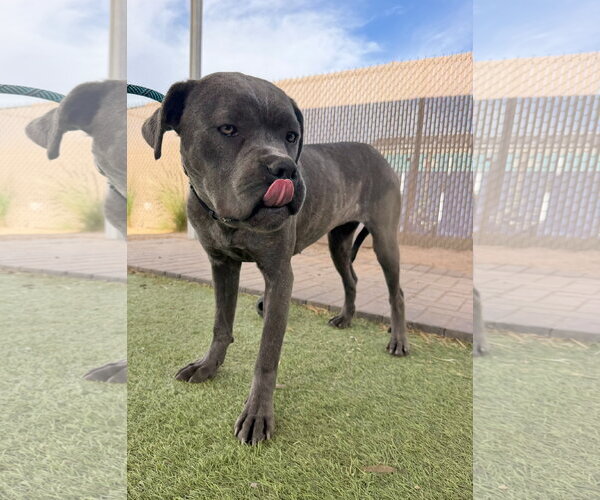 Medium Photo #3 Mutt Puppy For Sale in Goodyear, AZ, USA