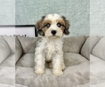 Small #2 Cavapoo