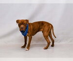 Small #1 American Bulldog Mix