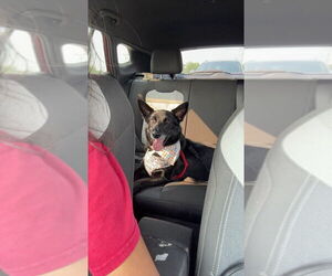 German Shepherd Dog-Unknown Mix Dogs for adoption in Aurora, IN, USA