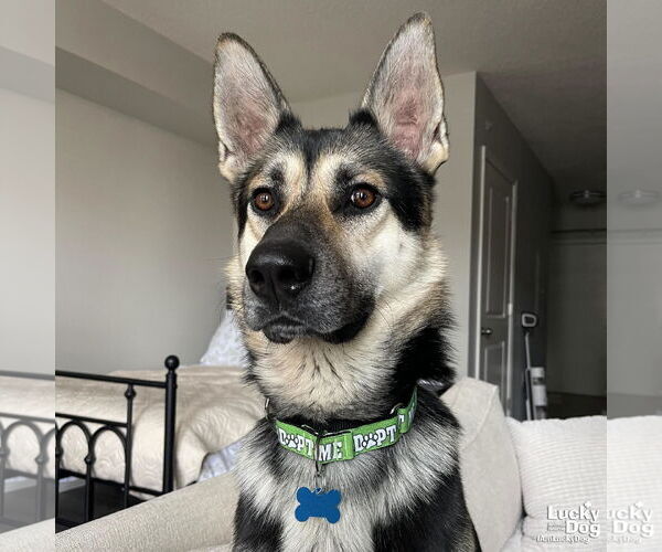 Medium Photo #4 German Shepherd Dog-Unknown Mix Puppy For Sale in Washington, DC, USA