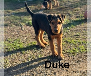 Airedale Terrier Puppy for Sale in THAYER, Kansas USA