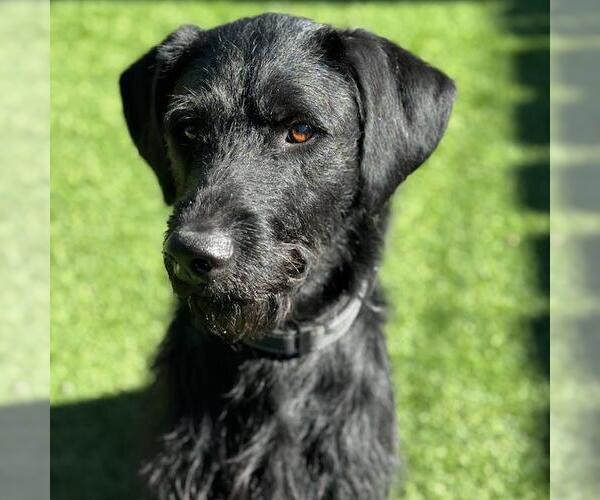 Medium Photo #4 Wirehaired Pointing Poodle Puppy For Sale in San Diego, CA, USA