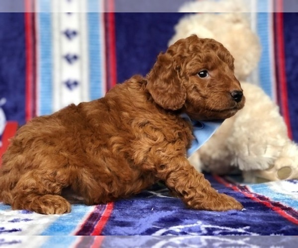 Medium Photo #2 Goldendoodle Puppy For Sale in CLAY, PA, USA