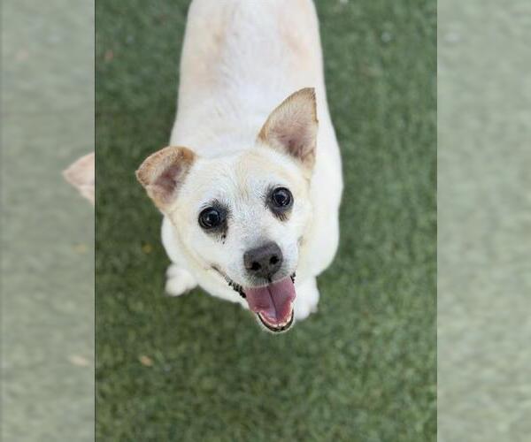 Medium Photo #2 Mutt Puppy For Sale in Chula Vista, CA, USA