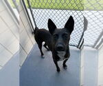 Small #1 Labrador Retriever-Rat Terrier Mix