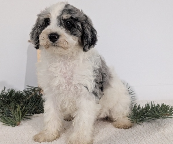 Medium Photo #60 Schnoodle (Miniature) Puppy For Sale in GOSHEN, IN, USA