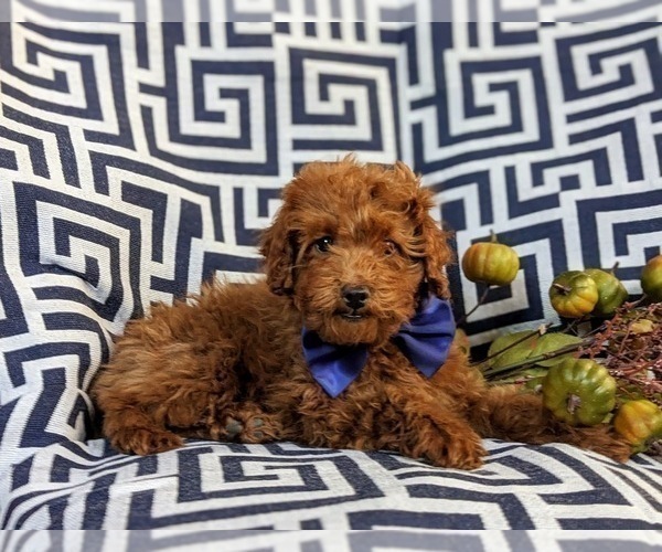 Medium Photo #5 Poodle (Miniature) Puppy For Sale in PEACH BOTTOM, PA, USA