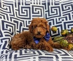 Small Photo #5 Poodle (Miniature) Puppy For Sale in PEACH BOTTOM, PA, USA