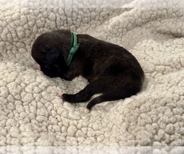 Medium Photo #17 Boxer Puppy For Sale in BRUSH CREEK, TN, USA